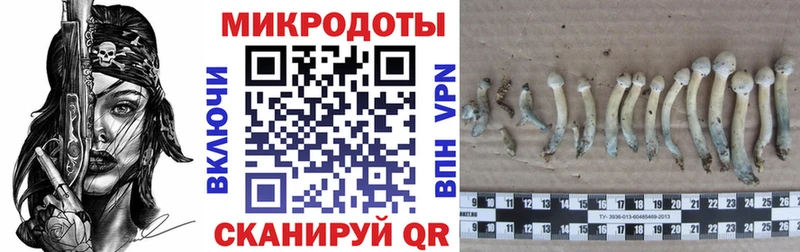 Псилоцибиновые грибы GOLDEN TEACHER  ОМГ ОМГ ССЫЛКА  Пойковский  это телеграм  где можно купить наркотик 